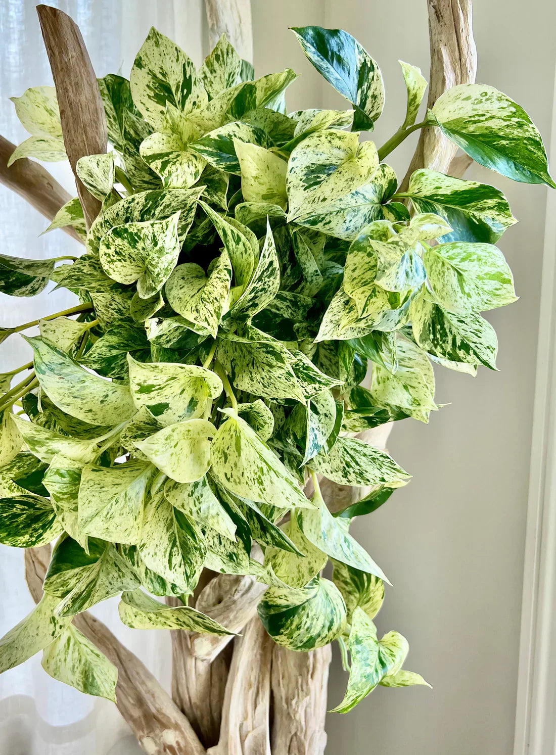 Snow Queen Pothos Cuttings – Variegated Indoor Vine, Epipremnum aureum, 4-6 Inch Unrooted Propagation Plants