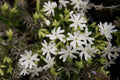 Snowflake Creeping Phlox Seeds - White Ground Cover, Perennial, Drought Tolerant, Phlox subulata, Rock Garden, Butterfly Garden, USA Grown