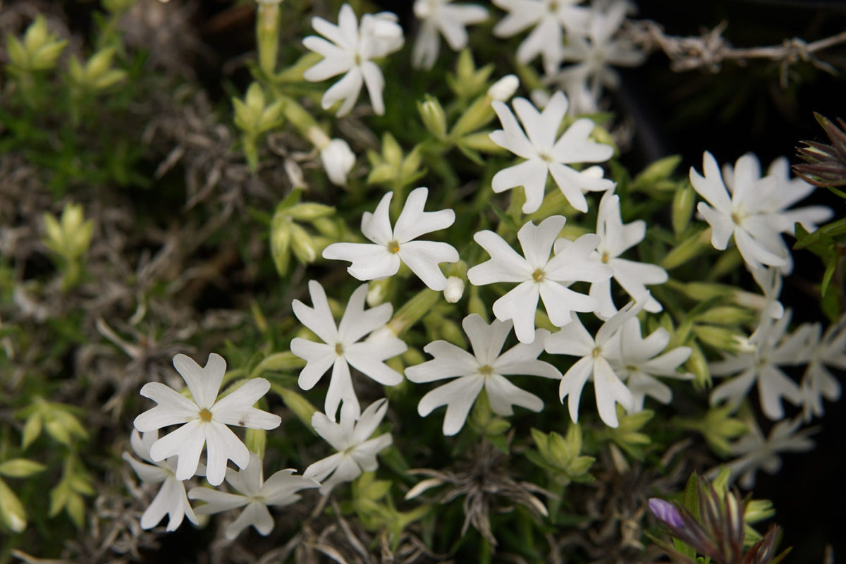 Snowflake Creeping Phlox Seeds - White Ground Cover, Perennial, Drought Tolerant, Phlox subulata, Rock Garden, Butterfly Garden, USA Grown
