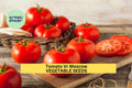 3pcs Tomato VR Moscow Seeds – Early Heirloom, Cold Tolerant, Rich Flavor, Solanum lycopersicum, Container & Garden Growing
