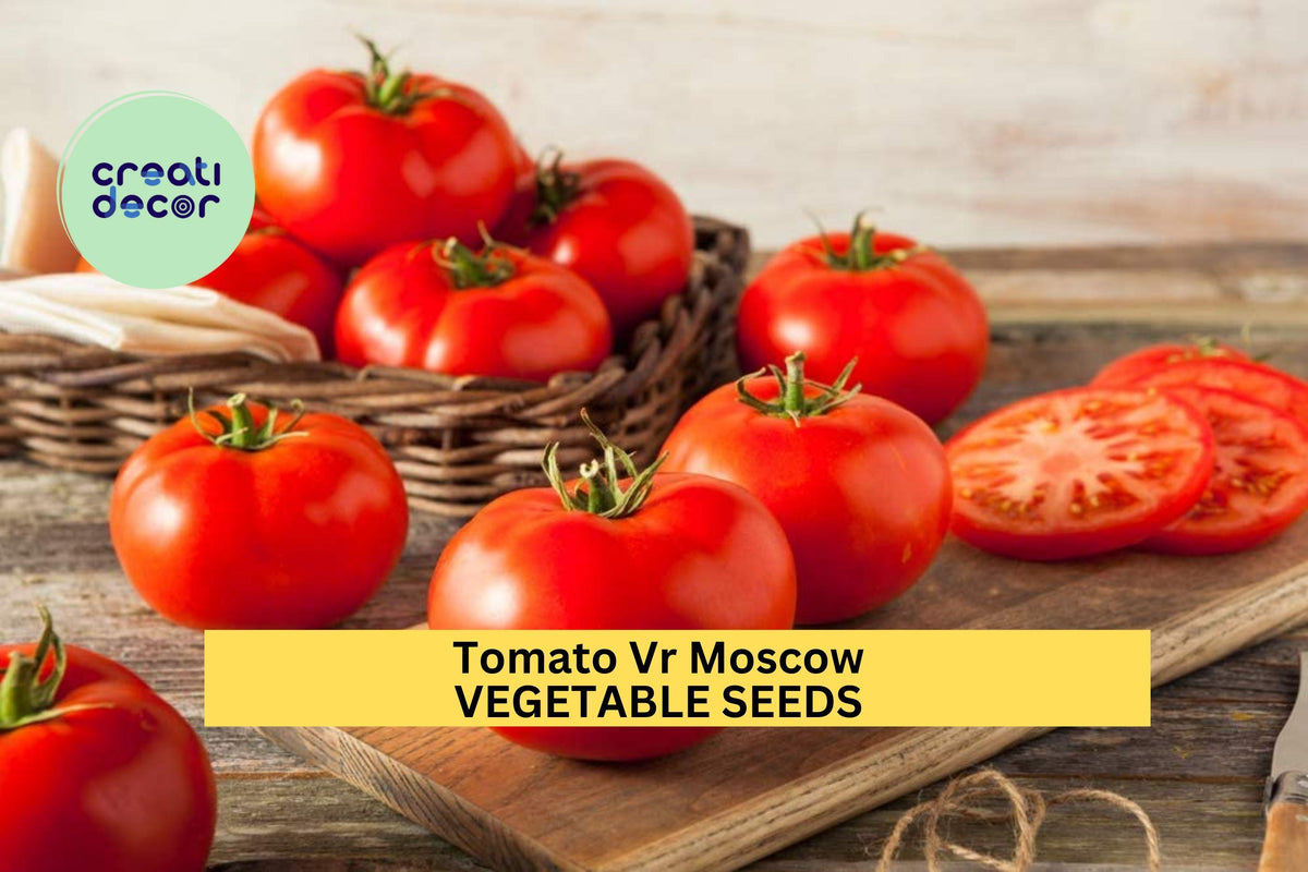 3pcs Tomato VR Moscow Seeds – Early Heirloom, Cold Tolerant, Rich Flavor, Solanum lycopersicum, Container & Garden Growing