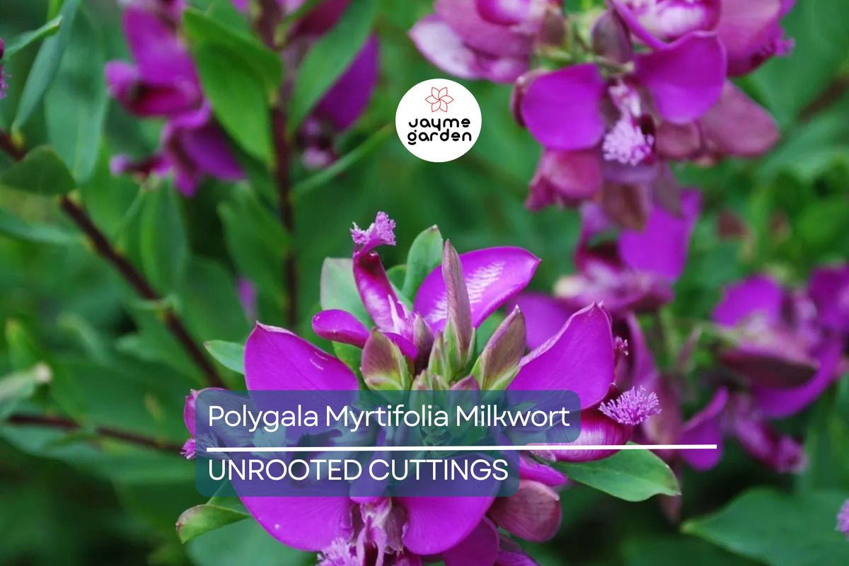 Polygala Myrtifolia Milkwort Live Cuttings – 7 Evergreen Shrubs with Pink & Purple Blooms, Fast Growing Perennial Garden Plants