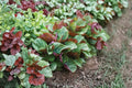 Perilla (Shiso) Seeds – Korean Red Perilla, Edible Leaves, Aromatic Culinary Herb, Perilla frutescens var. crispa, 400 Seeds