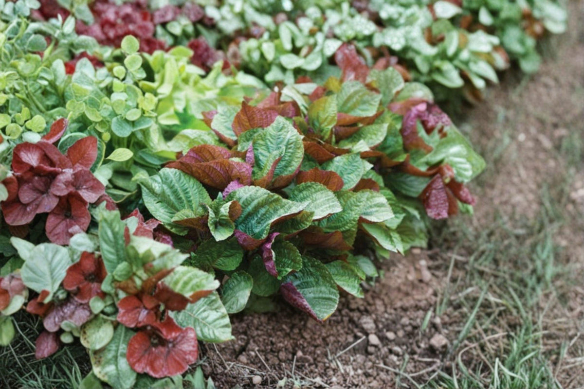 Perilla (Shiso) Seeds – Korean Red Perilla, Edible Leaves, Aromatic Culinary Herb, Perilla frutescens var. crispa, 400 Seeds