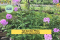 Bare Root Tall Garden Phlox Plants – Perennial Flowering Plants for Borders, Butterfly Attracting, Summer Blooms, Phlox paniculata