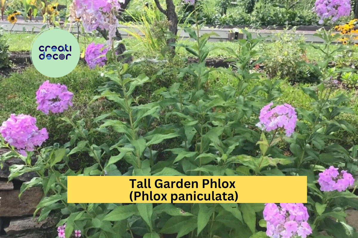 Bare Root Tall Garden Phlox Plants – Perennial Flowering Plants for Borders, Butterfly Attracting, Summer Blooms, Phlox paniculata