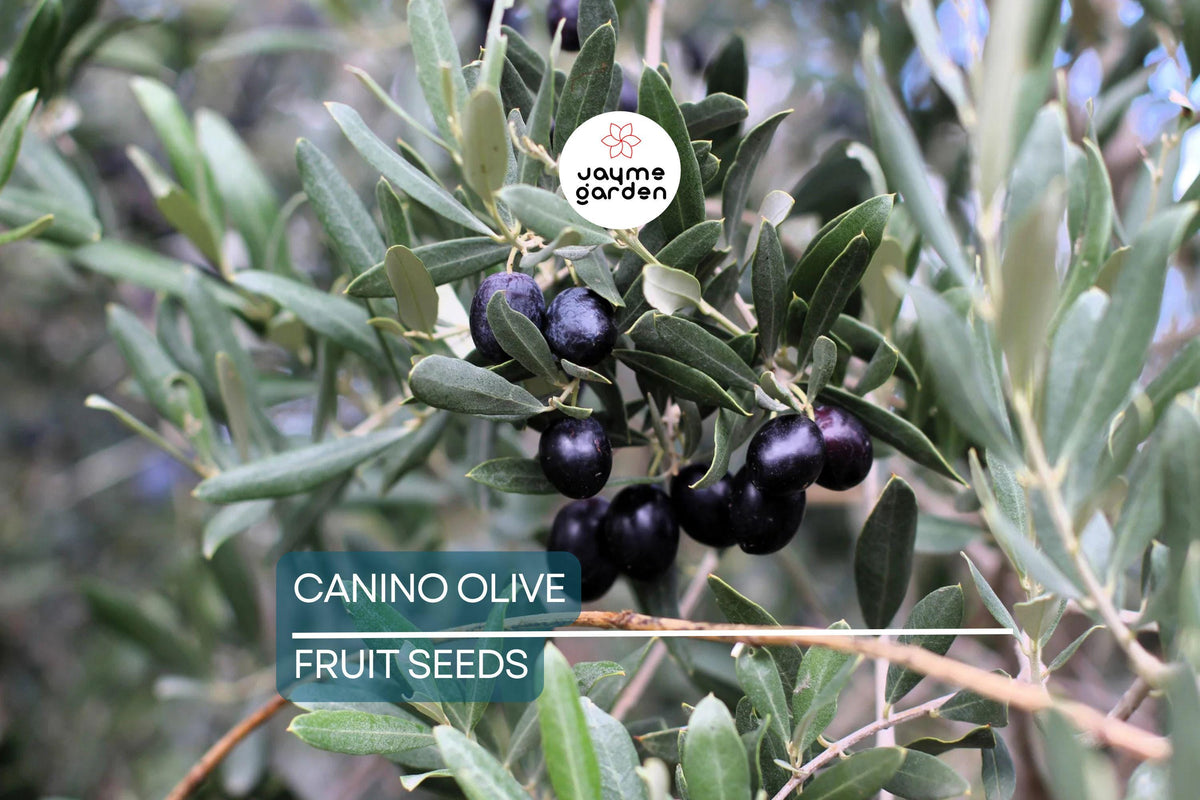 Canino Olive Tree Seeds, Edible Fruit, Mediterranean Olea europaea, Heirloom, Evergreen, High-Yield