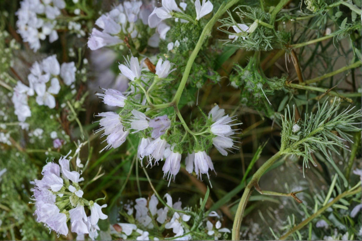 Virginia Waterleaf Seeds – Native Woodland Wildflower for Shade Gardens – Hydrophyllum virginianum, Perennial Plant