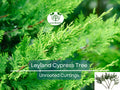 15 Leyland Cypress Unrooted Cuttings 6-7" for Privacy Hedge, Evergreen Screening, Fast-Growing Landscape Plants, Cupressus × leylandii