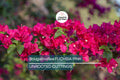 Bougainvillea Fuchsia Pink Unrooted Cuttings – Vibrant Climbing Vine for Garden, Pergola, Container, Tropical Flowering Plant