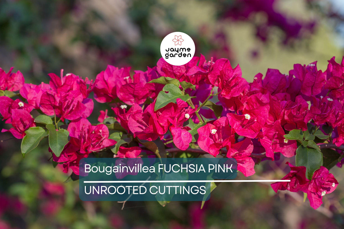 Bougainvillea Fuchsia Pink Unrooted Cuttings – Vibrant Climbing Vine for Garden, Pergola, Container, Tropical Flowering Plant