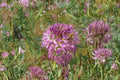Rocky Mountain Bee Plant Seeds – Native Wildflower, Pollinator Magnet, Cleome serrulata, 75 Seeds