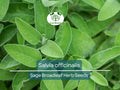 30 Sage Broadleaf Seeds for Planting – Salvia officinalis Culinary Herb, Organic, Easy to Grow, Kitchen Garden, Non-GMO
