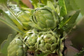 Artichoke Green Globe Seeds – Heirloom Edible Vegetable, Perennial Garden Plant, Cynara scolymus