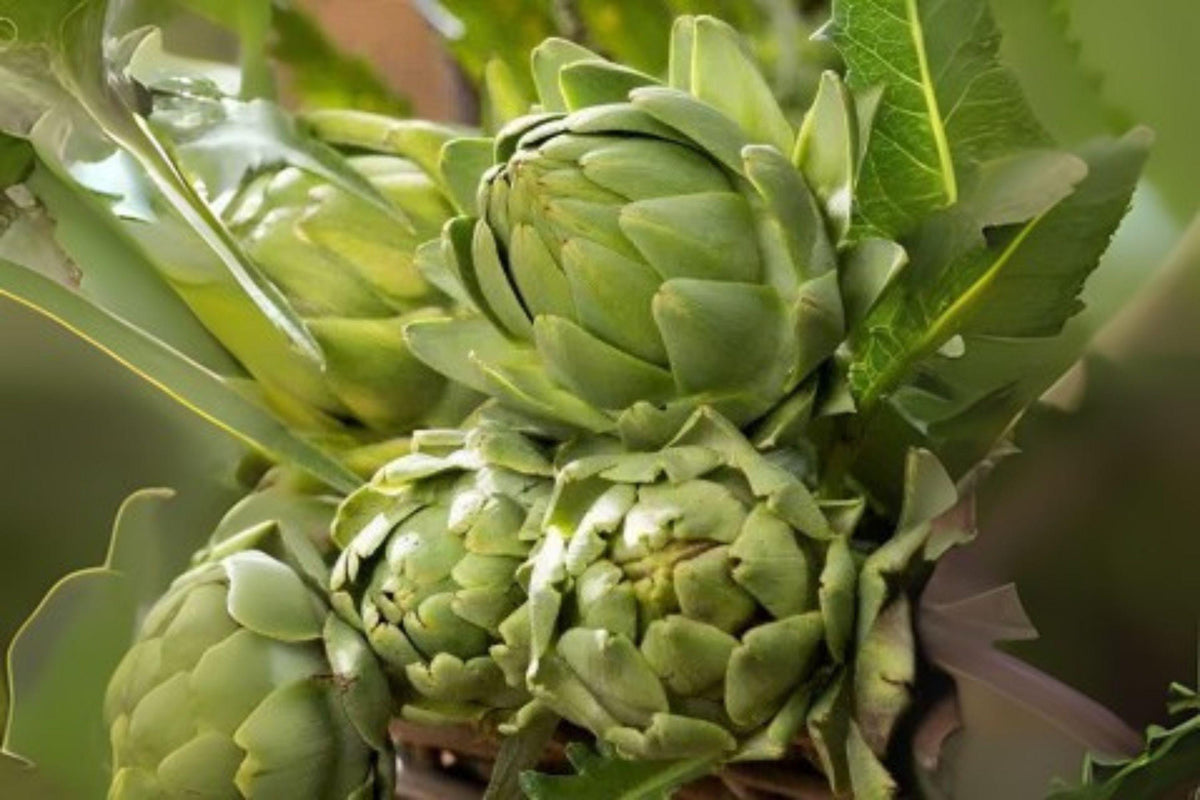 Artichoke Green Globe Seeds – Heirloom Edible Vegetable, Perennial Garden Plant, Cynara scolymus