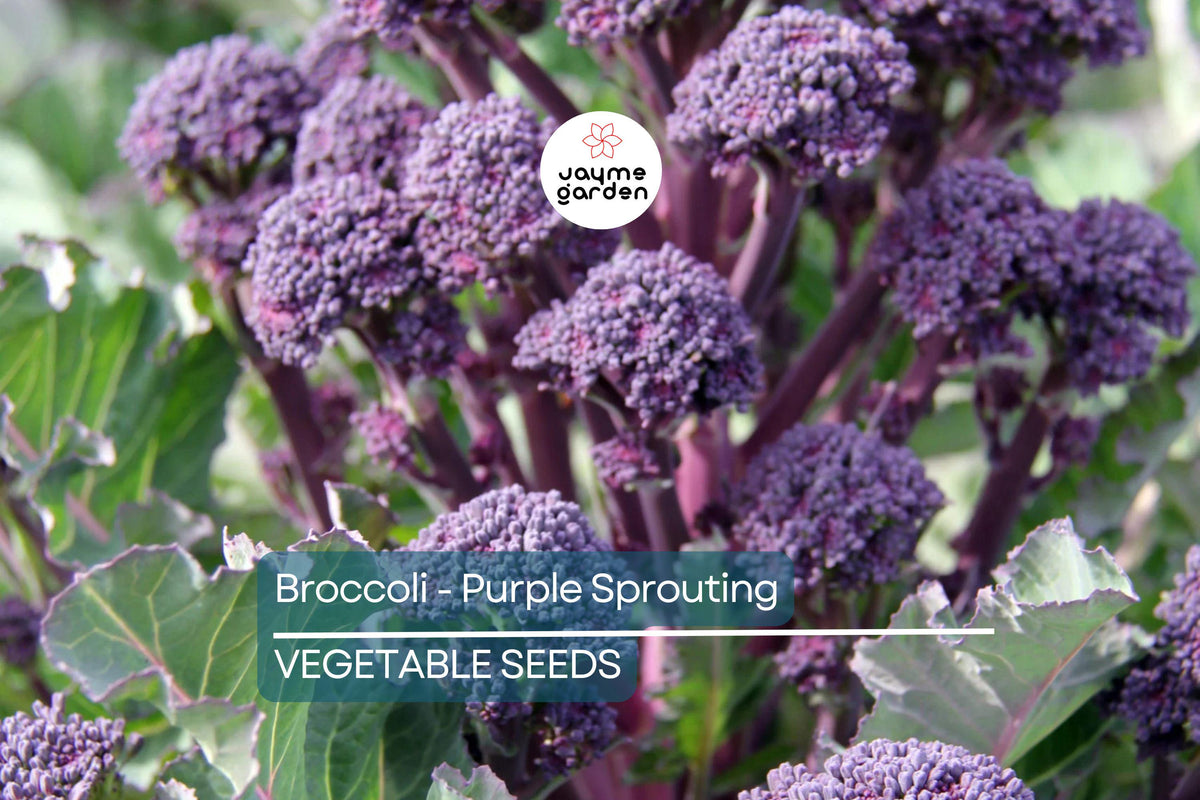 Purple Sprouting Broccoli Seeds – Non-GMO Heirloom, Cold-Hardy, Overwintering Brassica oleracea var. italica, Garden Vegetable