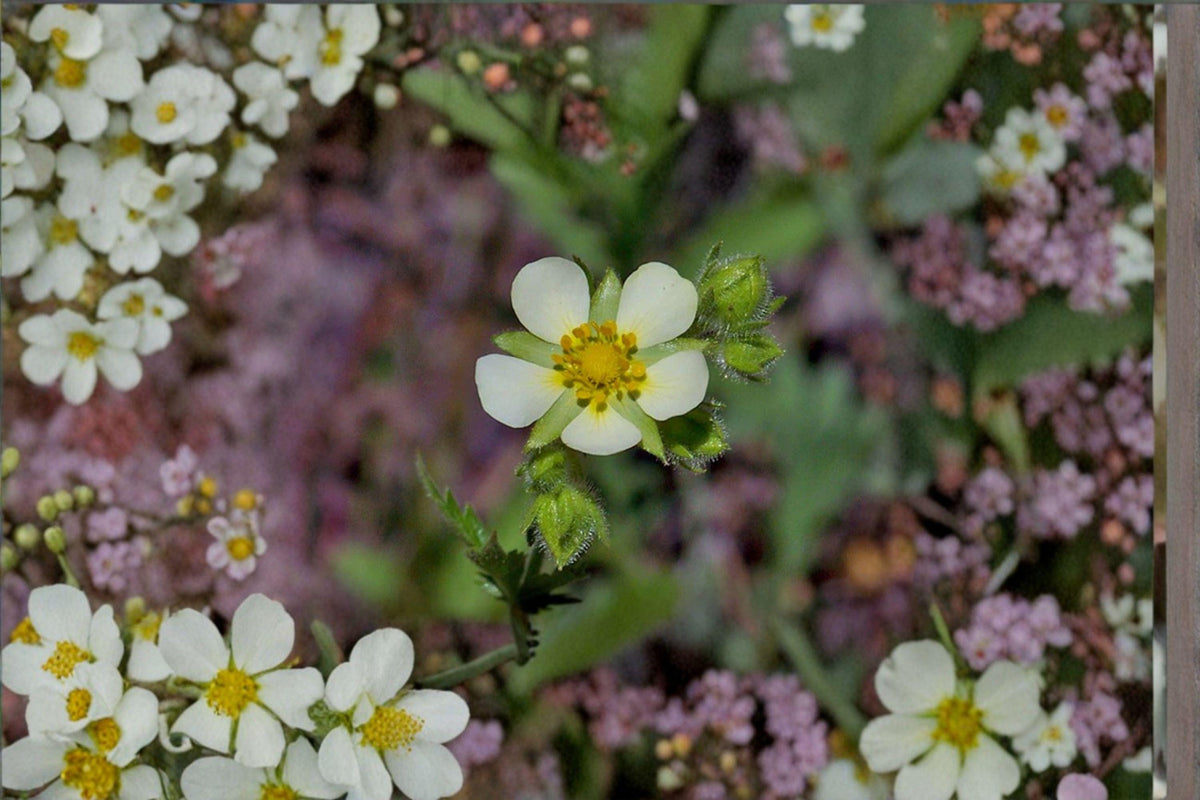 Prairie Cinquefoil Seeds – Native Pollinator Wildflower – Potentilla arguta – Drought Tolerant Perennial for Prairie Gardens