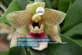 Promenaea riograndensis Miniature Orchid Seedling in 2” Pot, Tropical Blooming Orchid for Collectors & Indoor Growing