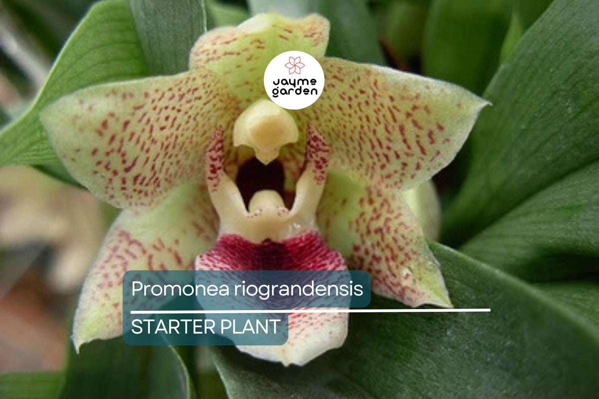 Promenaea riograndensis Miniature Orchid Seedling in 2” Pot, Tropical Blooming Orchid for Collectors & Indoor Growing