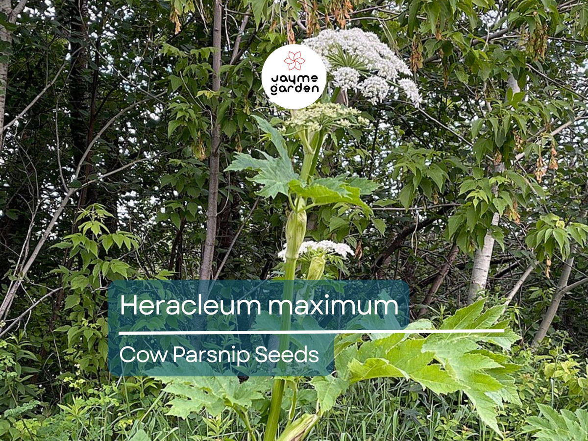 Heracleum Maximum Cow Parsnip Seeds – Native Wildflower with White Umbrella Blooms, Pollinator-Friendly Perennial for Gardens and Meadows