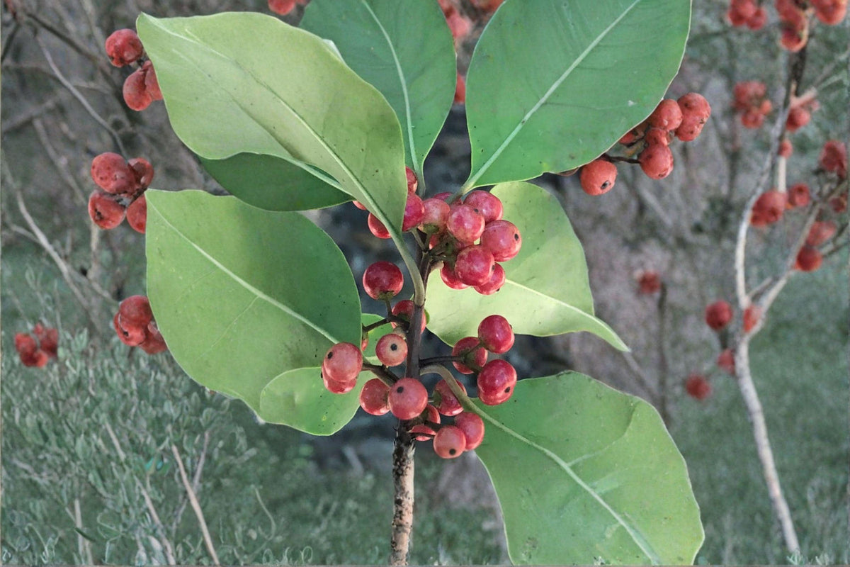 Kurogane Holly Seeds Ilex rotunda Round Leaf Evergreen Tree for Landscaping & Wildlife Gardens