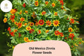 Old Mexico Zinnia Seeds – Bicolor Red & Gold Blooms, Dwarf Annual, Zinnia haageana, Perfect for Borders & Containers