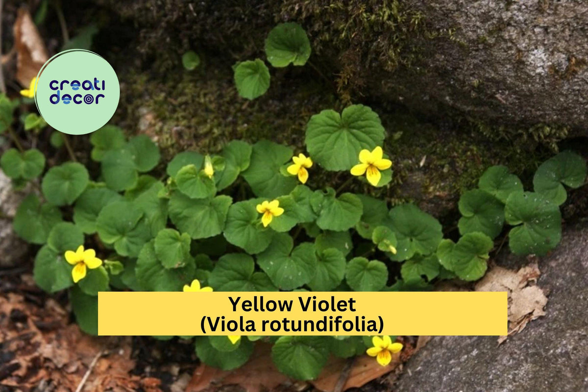 Yellow Violet Bare Root Plants – Viola rotundifolia, Native Perennial Wildflowers, Spring Yellow Blooms, Shade-Loving Groundcover (5 Pack)