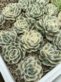 Echeveria Onslow Variegata – Rare 2–3 Inch Succulent Live Bare Root Plant, Colorful, Easy Care, Indoor & Outdoor