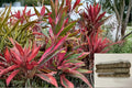 Hawaiian Hybrid Ti Leaf Cuttings 6 Inch, Cordyline fruticosa, Multicolored Foliage, Tropical Ornamental Plant