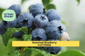 Blueberry Cuttings Assorted Vaccinium spp. Unrooted Organic Fruit Plant Propagation Starter