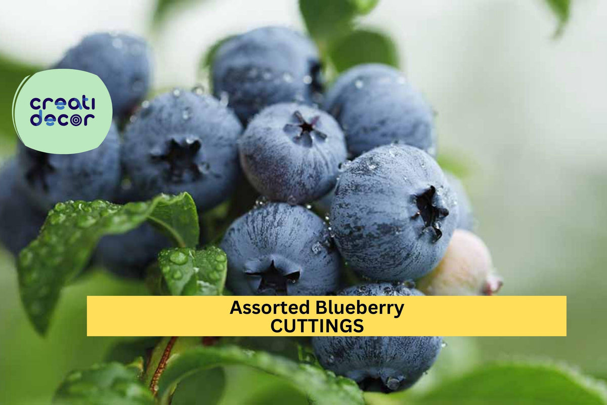Blueberry Cuttings Assorted Vaccinium spp. Unrooted Organic Fruit Plant Propagation Starter