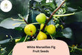 100+ White Marseilles Fig Seeds – Grow Ficus carica Sweet Heirloom Figs for Garden & Home