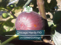 Chicago Hardy Fig Unrooted Cuttings - 4 Fresh Ficus Carica Scions with 3+ Nodes for Propagation