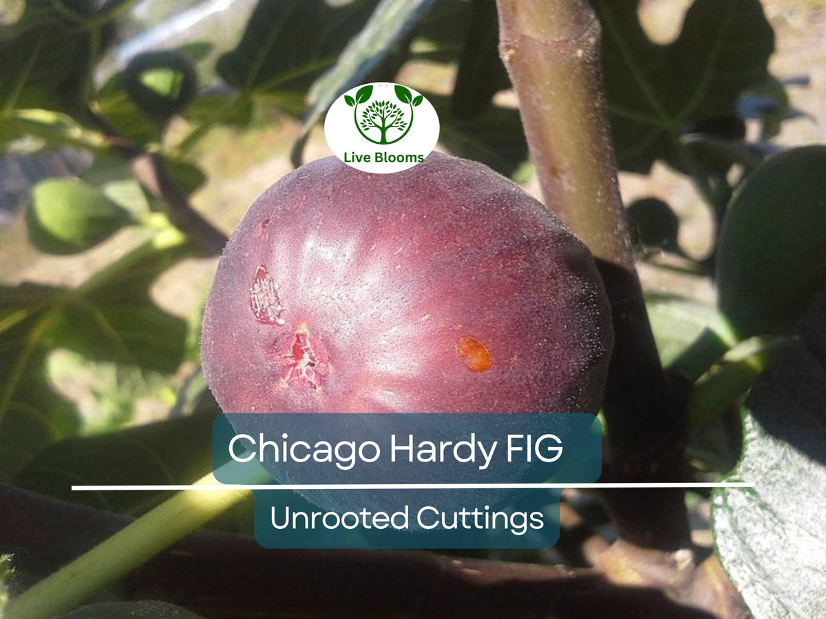 Chicago Hardy Fig Unrooted Cuttings - 4 Fresh Ficus Carica Scions with 3+ Nodes for Propagation