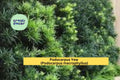 Podocarpus Yew Plant | Bare Root Evergreen Shrub | Podocarpus macrophyllus | Dense Upright Foliage for Hedges & Privacy