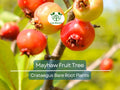 Mayhaw Fruit Trees – Bare Root Seedlings, Crataegus opaca, Edible Landscaping, Wildlife Attractant, Red Fruit, 6” Tall