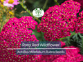 Perennial Wildflower Seeds | Rosy Red Yarrow Achillea Millefolium Rubra | Pollinator-Friendly, Drought Tolerant, Long Blooming