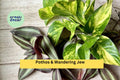 20 Rooted Indoor Houseplant Cuttings – Pothos & Wandering Jew Varieties for Hanging Baskets & Pots