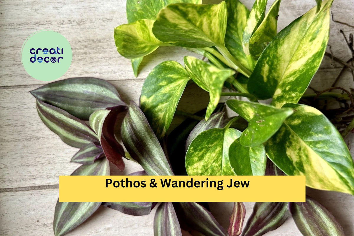 20 Rooted Indoor Houseplant Cuttings – Pothos & Wandering Jew Varieties for Hanging Baskets & Pots