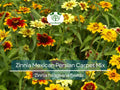 500 Seeds Zinnia Mexican Persian Carpet Mix Dwarf Flower Non-GMO Pollinator-Friendly Vibrant Colors Garden Plant
