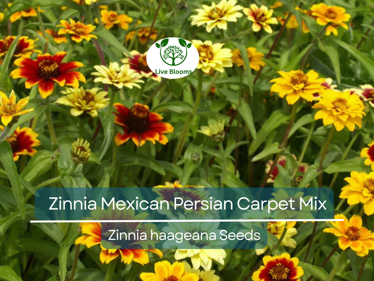 500 Seeds Zinnia Mexican Persian Carpet Mix Dwarf Flower Non-GMO Pollinator-Friendly Vibrant Colors Garden Plant