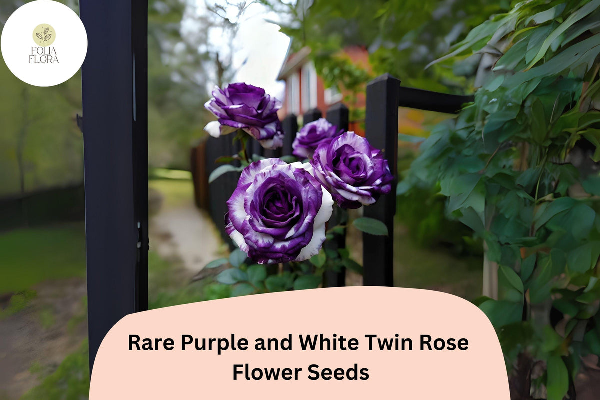 20 Rare Purple & White Twin Rose Seeds | Bi-Color Garden Rose Seeds Rosa spp.