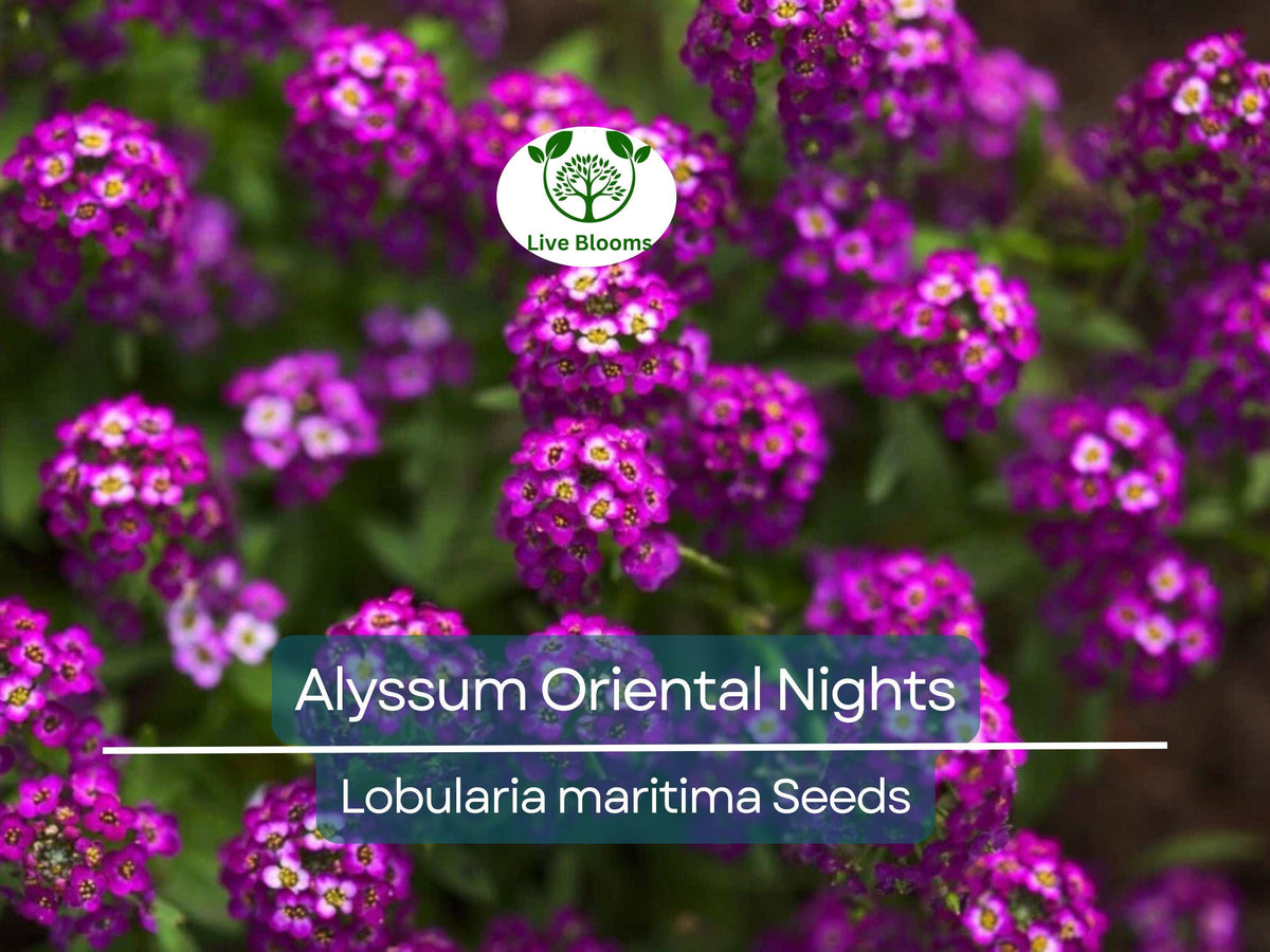 100 Seeds Alyssum Oriental Nights Groundcover - Dark Purple Fragrant Lobularia maritima for Borders & Containers