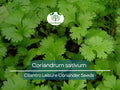 175 Cilantro Seeds Coriandrum sativum for Planting, Culinary Herb, Kitchen Garden, Organic, Non-GMO