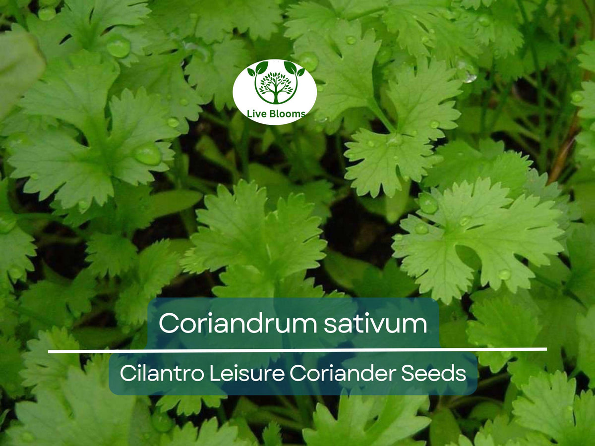 175 Cilantro Seeds Coriandrum sativum for Planting, Culinary Herb, Kitchen Garden, Organic, Non-GMO