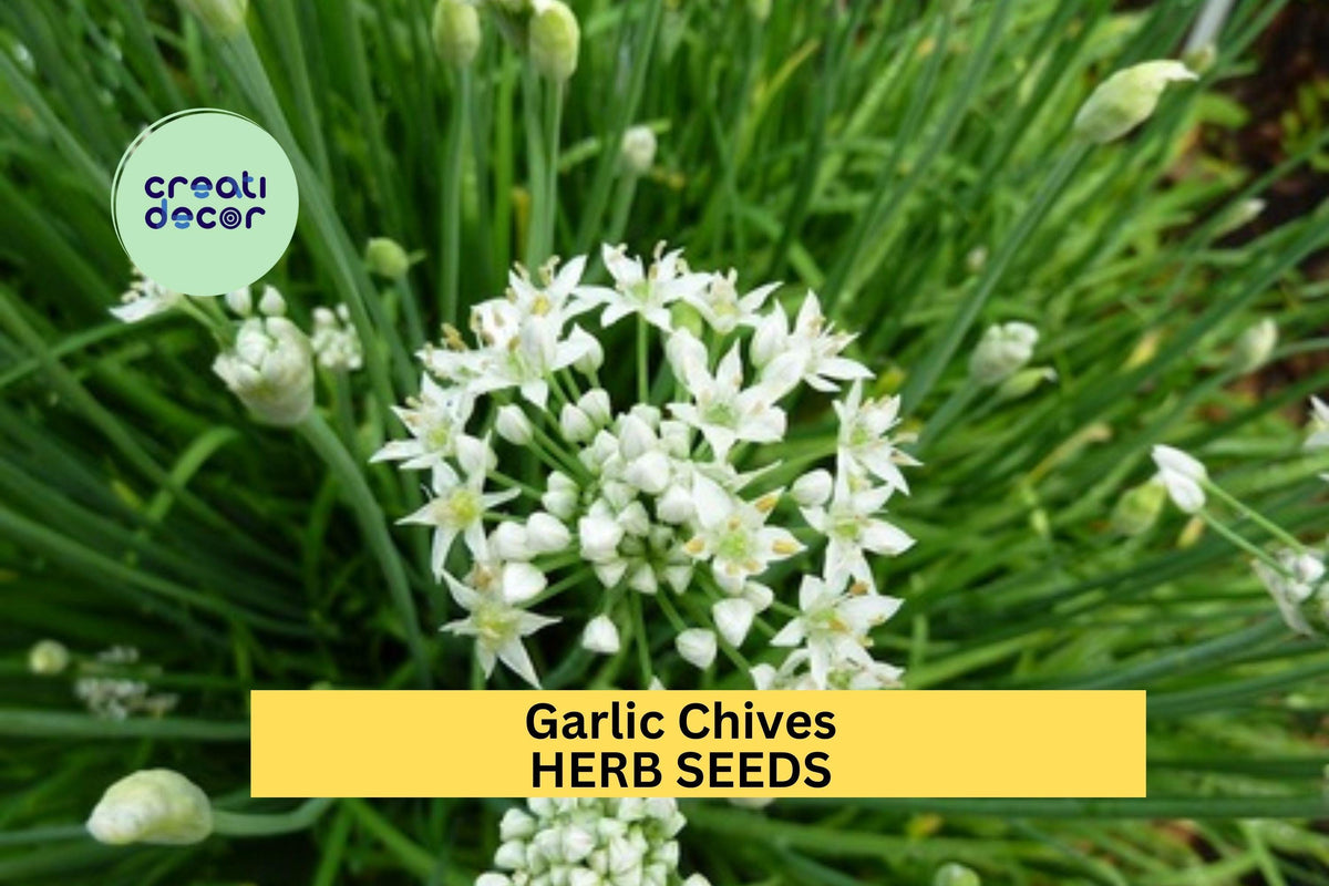 Garlic Chives Seeds 3 Pack 300mg – Perennial Herb with Mild Garlic Flavor for Gardens & Culinary Use Allium tuberosum
