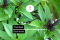 Thai Basil Seeds 25+ | Ocimum thyrsiflora | Fragrant Culinary Herb for Garden & Pots