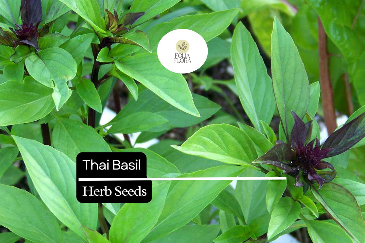 Thai Basil Seeds 25+ | Ocimum thyrsiflora | Fragrant Culinary Herb for Garden & Pots