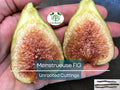 Unrooted Fig Cuttings 5-6" | 'Monstrueuse' Ficus carica Large Sweet Fruit for Gardeners