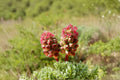100 Small Burnet Seeds – Sanguisorba minor Edible Perennial Herb Pollinator Plant Seed Pack